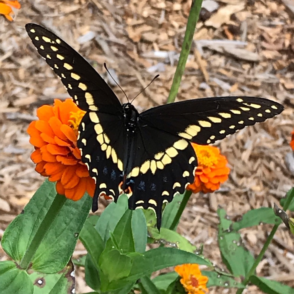 Meet your Posher, Paula